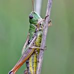 ...Gemeiner Grashüpfer (Chorthippus parallelus)...