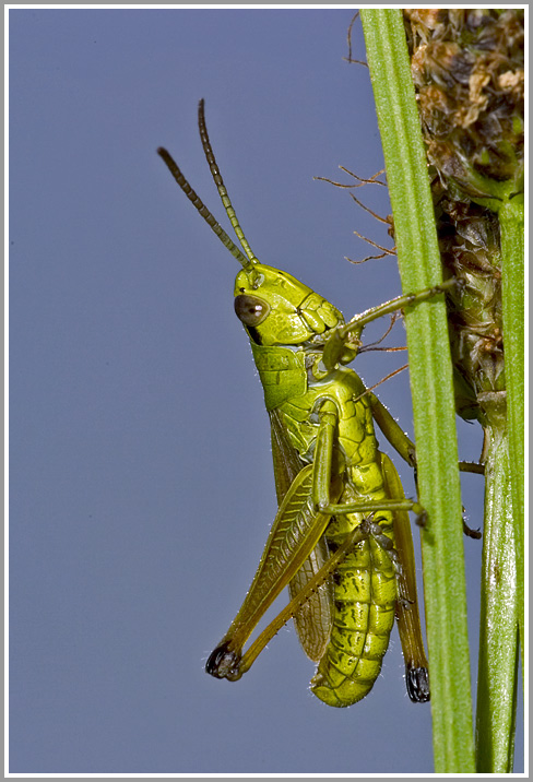 Gemeiner Grashüpfer (Chorthippus parallelus)