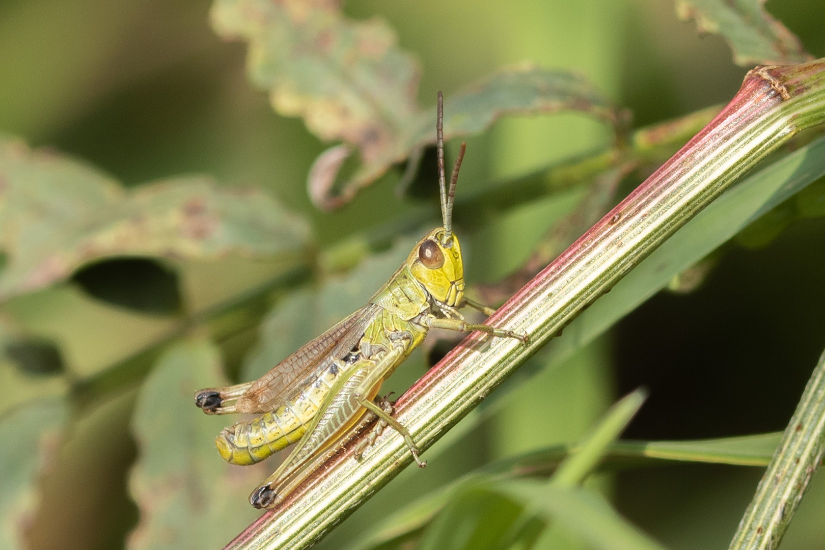 Gemeiner Grashüpfer (Chorthippus parallelus)