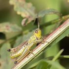 Gemeiner Grashüpfer (Chorthippus parallelus)