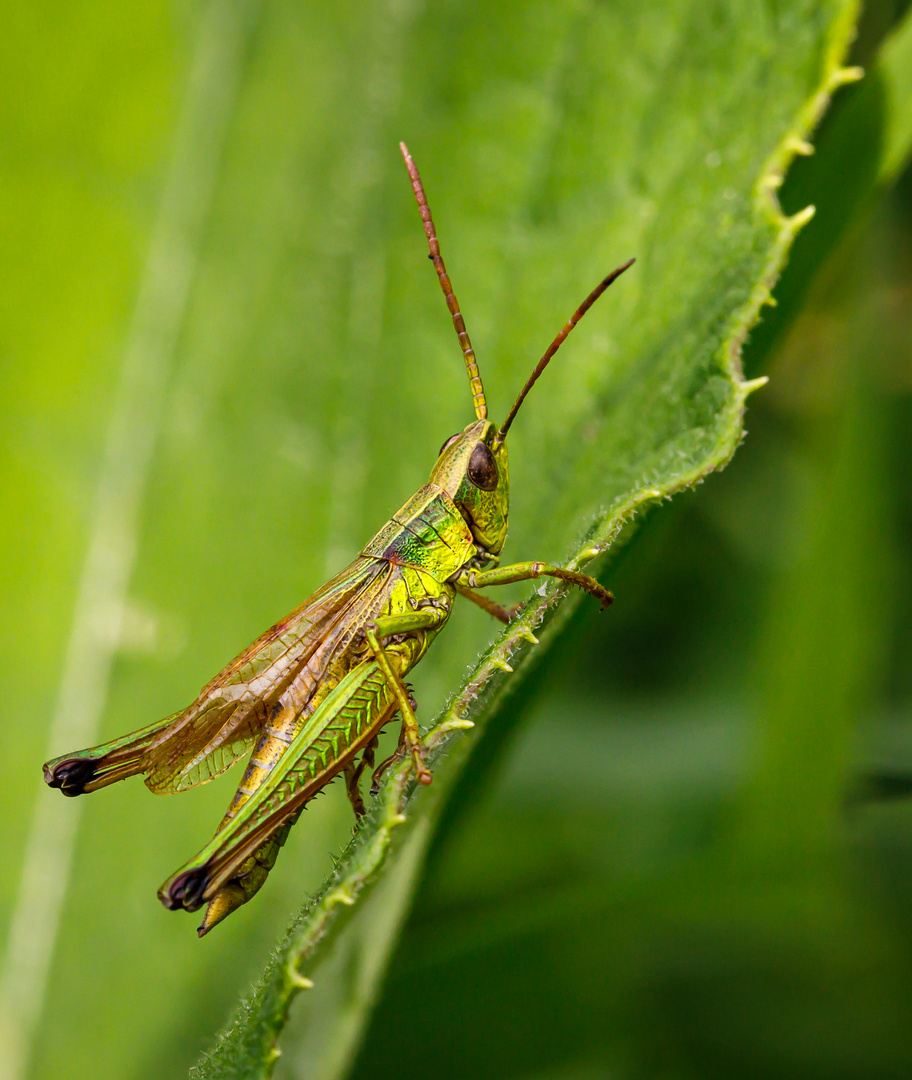 Gemeiner Grashüpfer (Chorthippus parallelus)