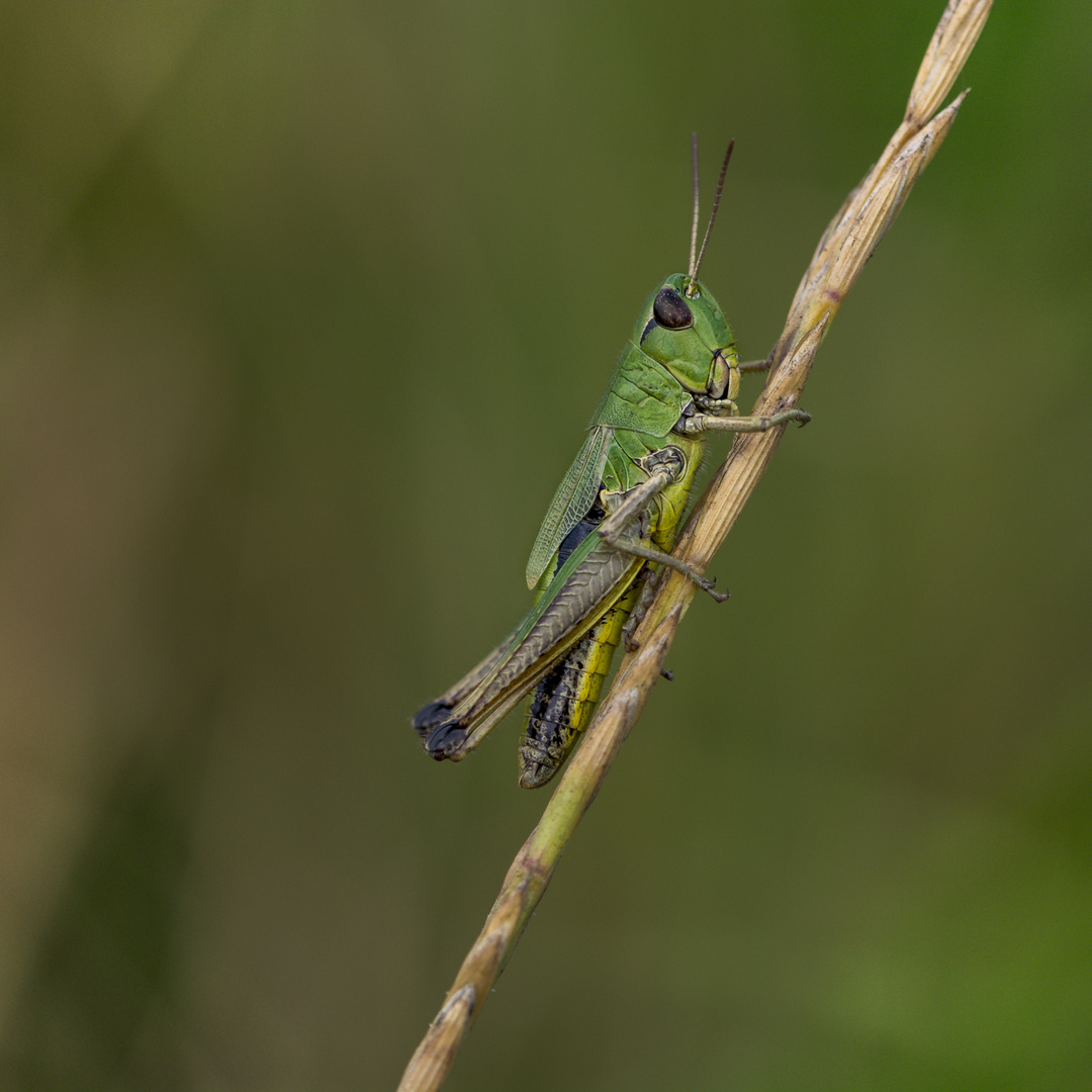 Gemeiner Grashüpfer (Chorthippus parallelus)