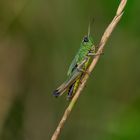 Gemeiner Grashüpfer (Chorthippus parallelus)