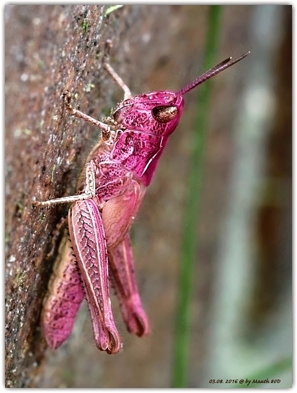 Gemeiner Grashüpfer Chorthippus parallelus