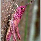 Gemeiner Grashüpfer Chorthippus parallelus