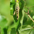 Gemeiner Grashüpfer (Chorthippus parallelus)