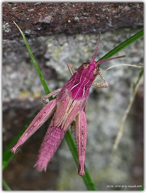 Gemeiner Grashüpfer Chorthippus parallelus