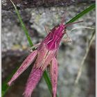 Gemeiner Grashüpfer Chorthippus parallelus