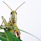 Gemeiner Grashüpfer (Chorthippus parallelus) im Studio - meadow grasshopper (Chorthippus parallelus)