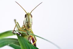 Gemeiner Grashüpfer (Chorthippus parallelus) im Studio - meadow grasshopper (Chorthippus parallelus)