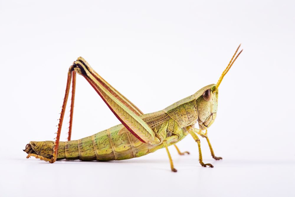 Gemeiner Grashüpfer (Chorthippus parallelus) - meadow grasshopper (Chorthippus parallelus)