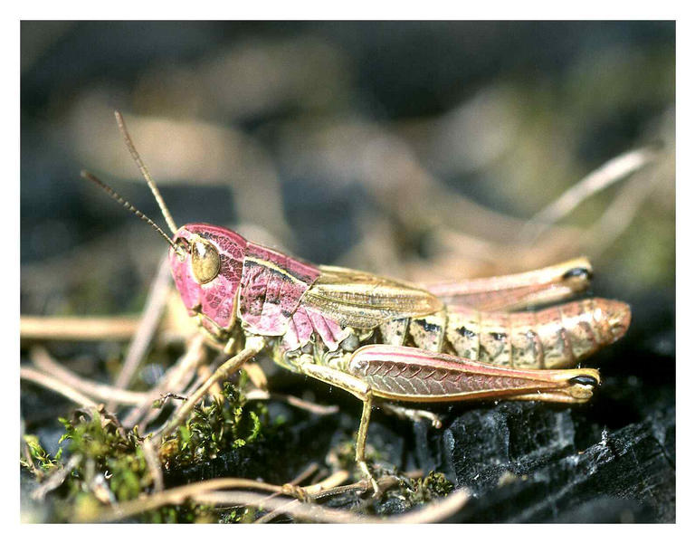 Gemeiner Grashüpfer (Chorthippus parallelus) [war: Feldheuschrecke - Suche Namen]