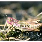 Gemeiner Grashüpfer (Chorthippus parallelus) [war: Feldheuschrecke - Suche Namen]