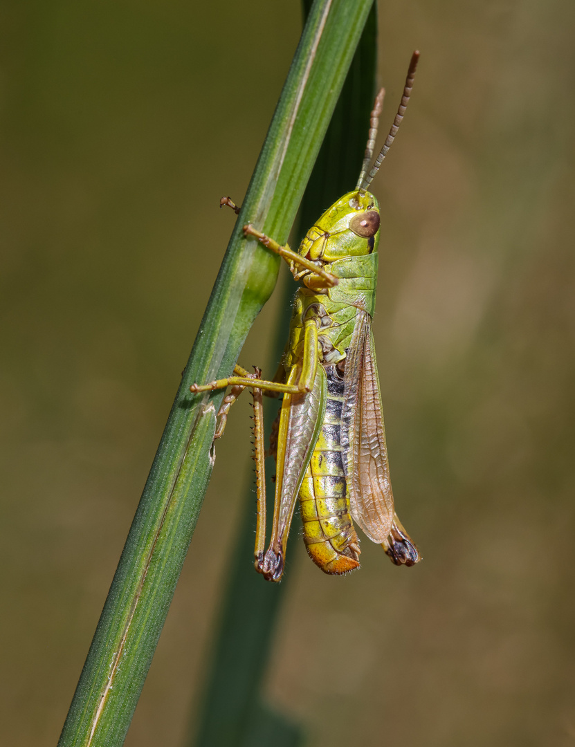 Gemeiner Grashüpfer (Chortippus parallelus) m