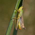 Gemeiner Grashüpfer (Chortippus parallelus) m