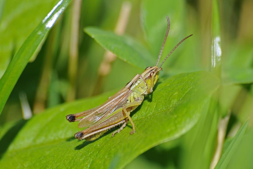 Gemeiner Grashüpfer ( Chrothippus parallelus )