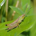 Gemeiner Grashüpfer ( Chrothippus parallelus )