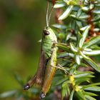 Gemeiner Grashüpfer in der Zwergstrauchheide