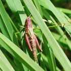 gemeiner Grashüpfer in Pink