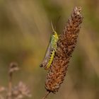 Gemeiner Grashüpfer (Pseudochorthippus parallelus)