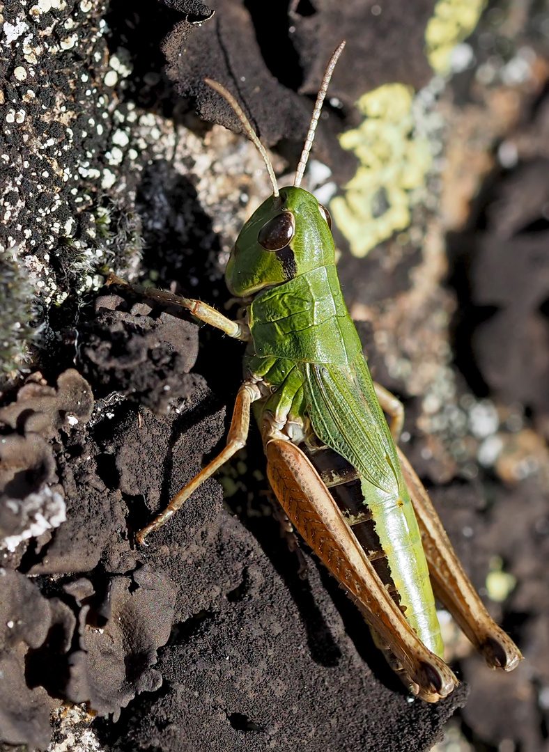 Gemeiner Grashüpfer (Pseudochorthippus parallelus) * - Criquet des pâtures.