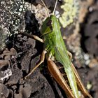 Gemeiner Grashüpfer (Pseudochorthippus parallelus) * - Criquet des pâtures.