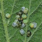 Gemeiner Grünling, Nymphen und Eier, Palomena prasina, Grüne Stinkwanze, Green shield bug