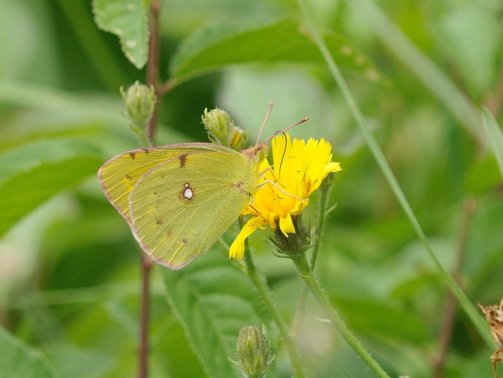 Gemeiner Heufalter (Colias hyale)