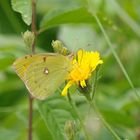 Gemeiner Heufalter (Colias hyale)