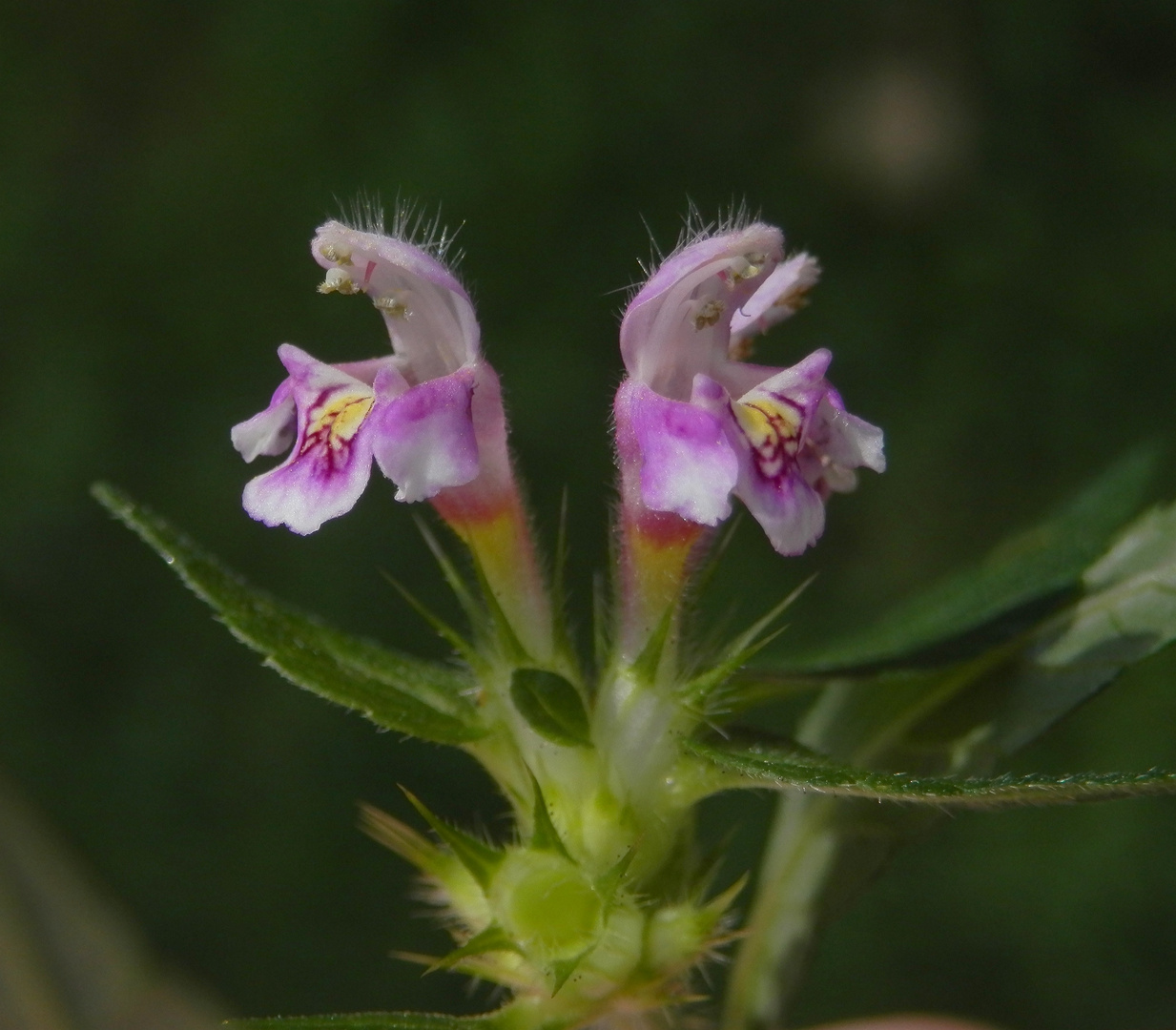 Gemeiner Hohlzahn (Galeopsis tetrahit)