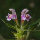 Gemeiner Hohlzahn (Galeopsis tetrahit)