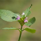 Gemeiner Hohlzahn (Galeopsis tetrahit)