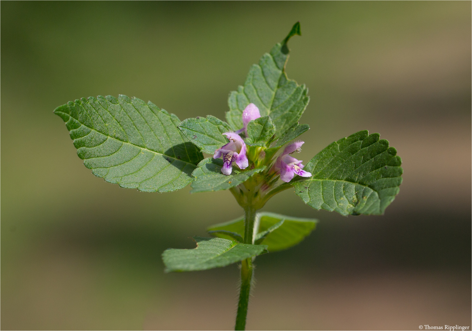 Gemeiner Hohlzahn (Galeopsis tetrahit) 5362