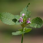 Gemeiner Hohlzahn (Galeopsis tetrahit) 5362