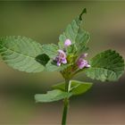 Gemeiner Hohlzahn (Galeopsis tetrahit) 5362