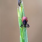 gemeiner Holzbock (Ixodes ricinus)