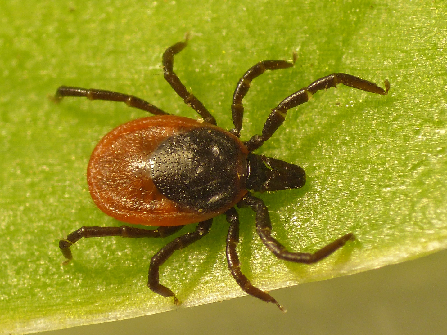 Gemeiner Holzbock (Ixodes ricinus) auf der Lauer