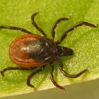 Gemeiner Holzbock (Ixodes ricinus) auf der Lauer