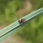 Gemeiner Holzbock (Ixodes ricinus) in Lauerstellung