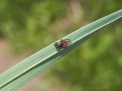 Gemeiner Holzbock (Ixodes ricinus) in Lauerstellung