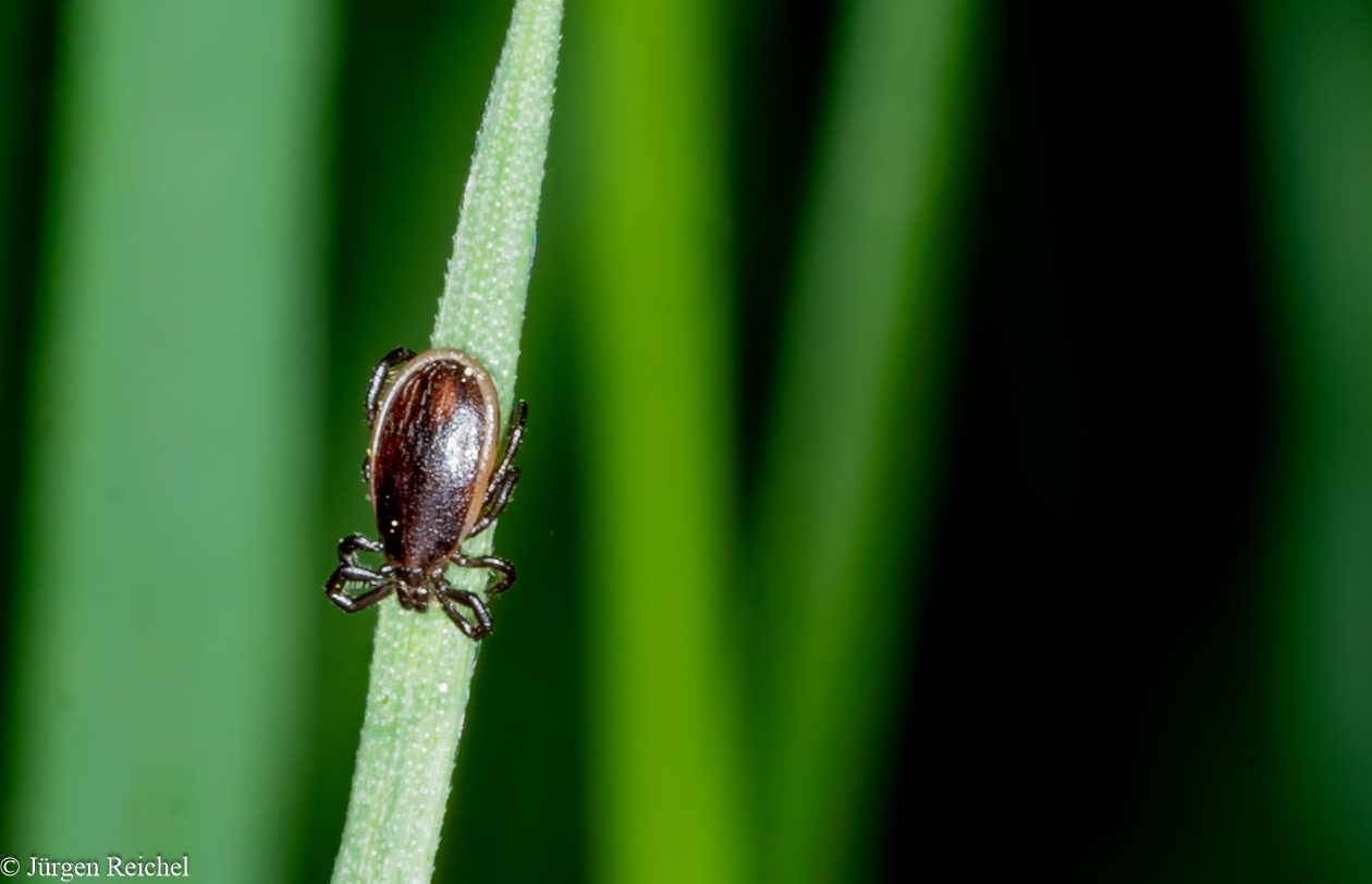 Gemeiner Holzbock m. (Ixodes ricinus) 