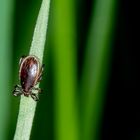 Gemeiner Holzbock m. (Ixodes ricinus) 