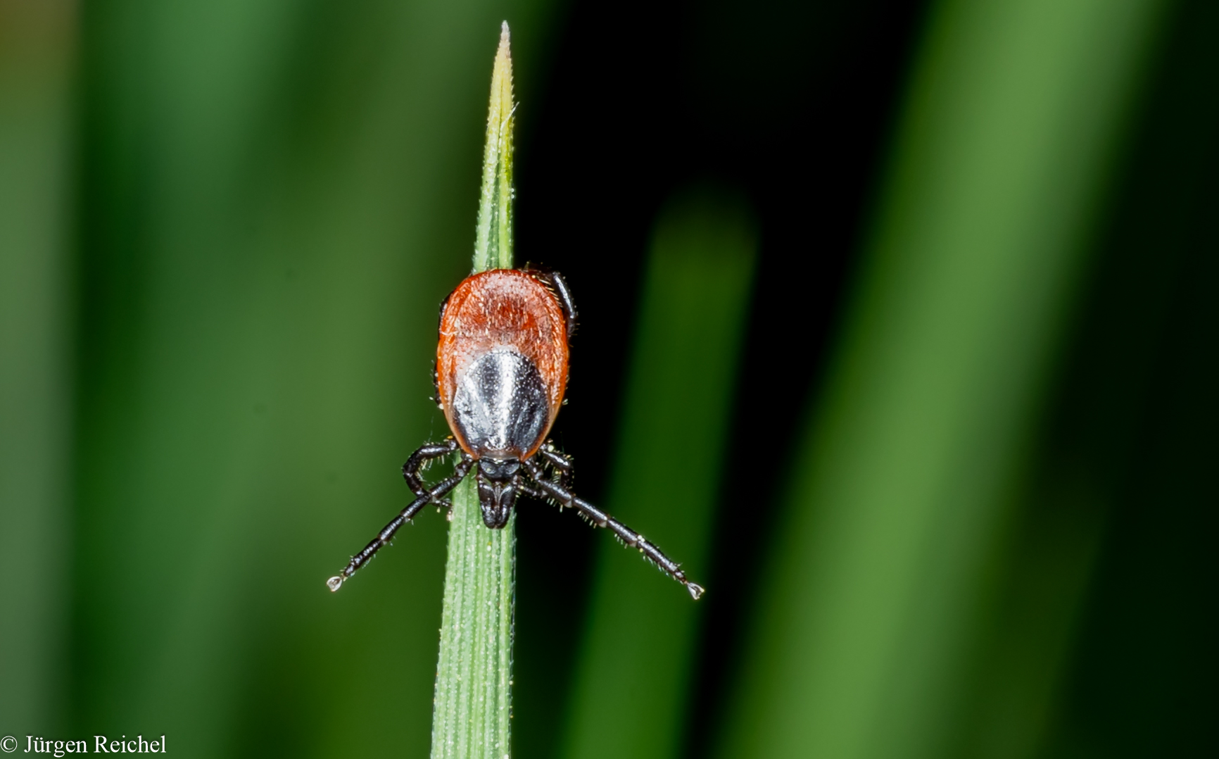 Gemeiner Holzbock w. (Ixodes ricinus) 01.05.HM