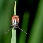 Gemeiner Holzbock w. (Ixodes ricinus) 01.05.HM