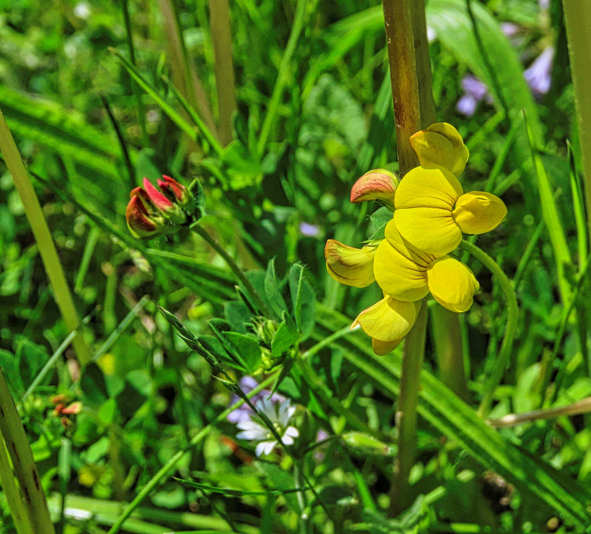 Gemeiner Hornklee 