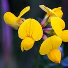  Gemeiner Hornklee (Lotus corniculatus)