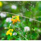 Gemeiner Hornklee / Wildwiese mit Gräsern im Sommer