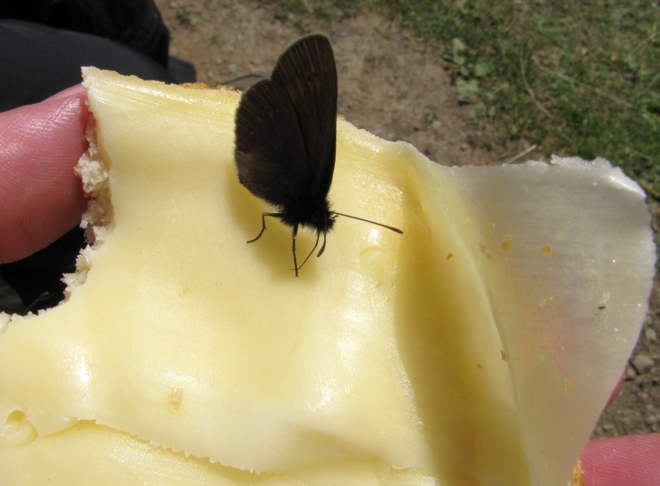 Gemeiner Käsefalter auf Brötchen