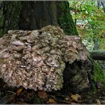 Gemeiner Klapperschwamm (Grifola frondosa)