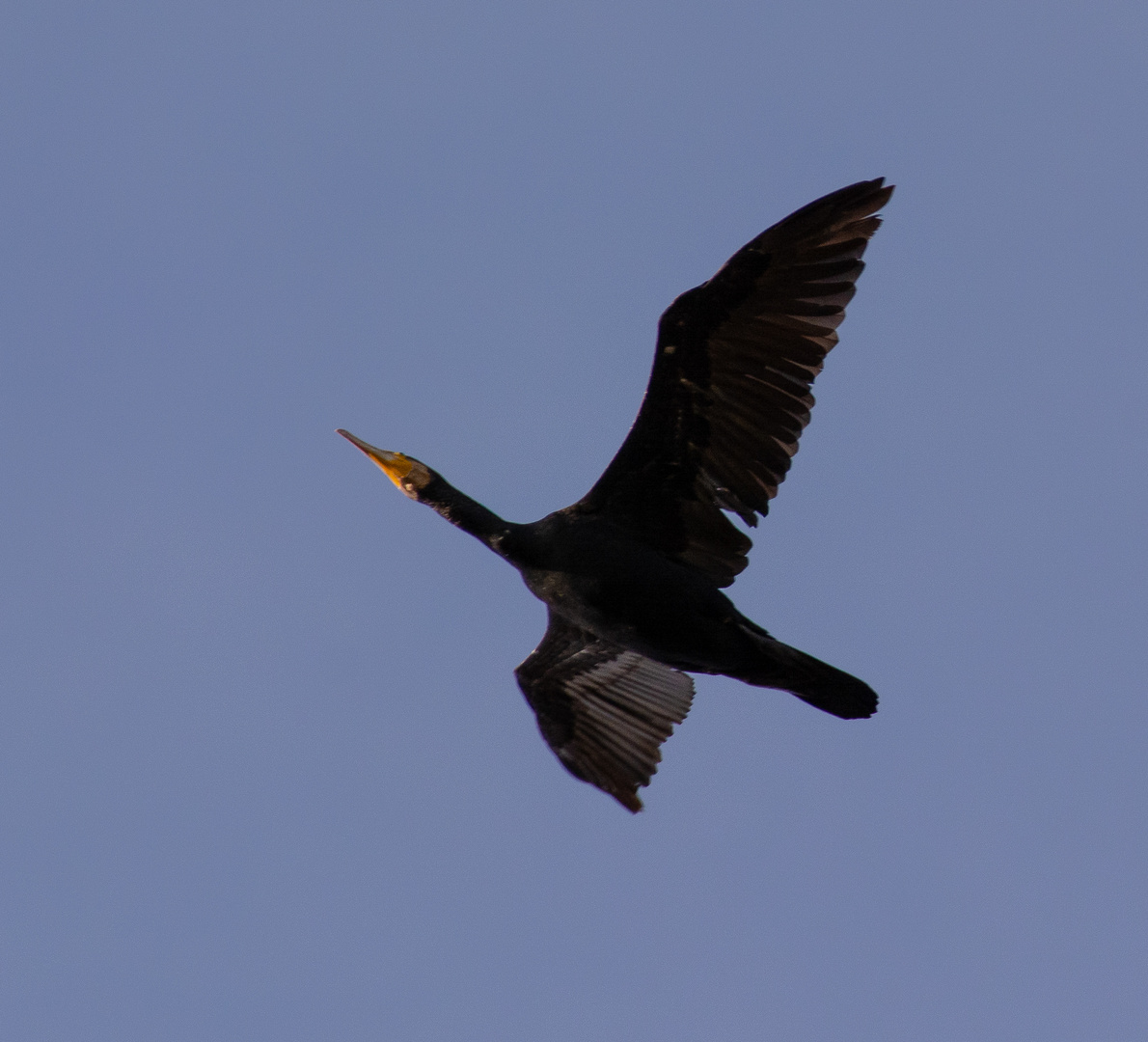 Gemeiner Kormoran in Thüringen (Doku)